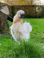 Gratis jonge zijdehoender haan, Dieren en Toebehoren, Pluimvee, Mannelijk, Kip