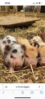 Mini varken biggetjes binnenkort geboren 1-7-24, Dieren en Toebehoren, Schapen, Geiten en Varkens, Meerdere dieren, Varken