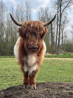 Mini Schotse hooglander dekstier, Dieren en Toebehoren, Runderen, Mannelijk