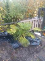 Palmbomen - 1 meter hoog, Tuin en Terras, Overige soorten, Volle zon, Vaste plant, Ophalen of Verzenden