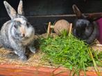 Leuk koppel konijnen, Dieren en Toebehoren, Konijnen, Meerdere dieren, Klein, 0 tot 2 jaar