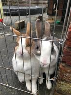 Konijnen, Dieren en Toebehoren, Konijnen, Vrouwelijk