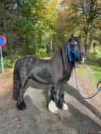 Makke pony’s, Dieren en Toebehoren, Ruin, 3 tot 6 jaar, B pony (1.17m tot 1.27m), Onbeleerd