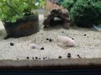 Baby corydoras albino, Dieren en Toebehoren, Vissen | Aquariumvissen, Vis