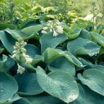 hosta sieboldiana elegans in grote 3 Liter potten, Halfschaduw, Zomer, Vaste plant, Bodembedekkers