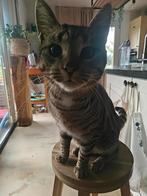 Pietje. Europese korthaar 1 jaar., Dieren en Toebehoren, Kater