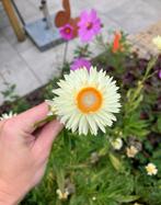 Helichrysum zaden “Creamy white”, Ophalen of Verzenden, Volle zon