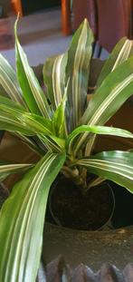 dracaena, bont, goedkope plant, opnieuw geworteld, Ophalen, Overige soorten, Minder dan 100 cm