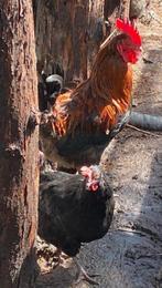 3 marans kippen tekoop, Meerdere dieren, Kip