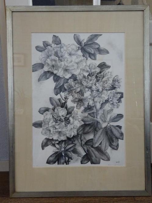 Aart van Dobbenburgh ( 1899 - 1988 ) - Rhododendron, Antiek en Kunst, Kunst | Litho's en Zeefdrukken, Ophalen