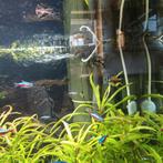 Aquarium juwel 400 compleet te koop, Dieren en Toebehoren, Vissen | Aquariumvissen, Vis