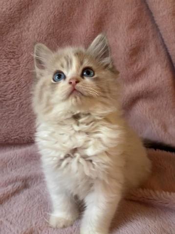 Ragdoll kitten uit geteste ouders beschikbaar voor biedingen