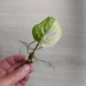 Monstera adansonii Archipelago stek beschikbaar voor biedingen