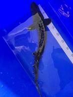Transmontanus steur  50-55cm, Karper of Koi