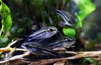 Corydoras pygmaeus - Dwergpantsermeerval, Vis, Zoetwatervis