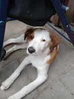 Kooikerhondje pup reu, Rabiës (hondsdolheid), 15 weken tot 1 jaar, Meerdere, Nederland