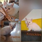 Ragdoll kittens met stamboom DNA echo cinnamon en Fawn, Dieren en Toebehoren, Katten en Kittens | Raskatten | Langhaar, Meerdere dieren