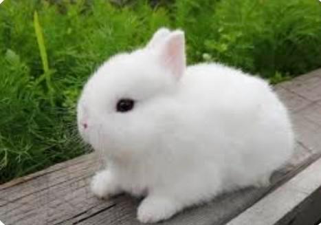 ❤️🐇EEN KLEIN WOLKJE OP POOTJES ZOEKT EEN GOUDEN MANDJE, Dieren en Toebehoren, Konijnen, Dwerg, Meerdere dieren, 0 tot 2 jaar
