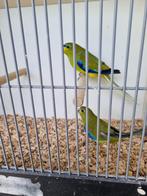Elegantparkieten, Dieren en Toebehoren, Vogels | Parkieten en Papegaaien