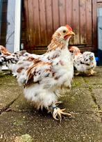 Meerdere cochin krielporselein haantjes beschikbaar, Dieren en Toebehoren, Pluimvee, Mannelijk, Kip