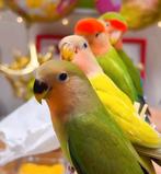 agapornis roceicolli jong, Meerdere dieren, Dwergpapegaai of Agapornis, Pratend