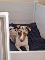 Dekreu aangeboden! Jack russel merle, Dieren en Toebehoren, Honden | Jack Russells en Terriërs, Rabiës (hondsdolheid), Jack Russell Terriër