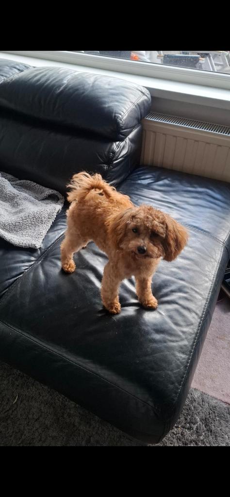 Toypoedel pup van 5,5 maanden teefje zoek forever home, Dieren en Toebehoren, Honden | Chihuahua's en Gezelschapshonden, Teef