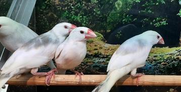 Rijstvogels in diverse prachtige kleur mutaties.  beschikbaar voor biedingen