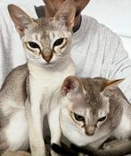 2 Singapura raskatten - (Katertjes, 6mnd), Dieren en Toebehoren, Katten en Kittens | Raskatten | Korthaar, Kater, Gechipt, 0 tot 2 jaar