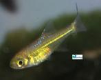 Groene Rasbora, Dieren en Toebehoren, Vissen | Aquariumvissen, Vis, Zoetwatervis, Schoolvis