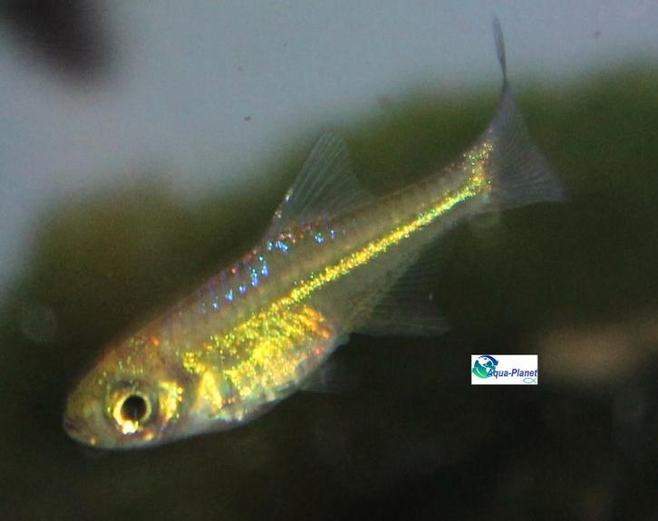 Groene Rasbora, Dieren en Toebehoren, Vissen | Aquariumvissen, Zoetwatervis, Vis, Schoolvis