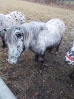 Appalooze  merrie 1275€ kan drachtig zijn, Merrie