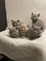 Britse Korthaar kittens bkh, Dieren en Toebehoren, Katten en Kittens | Raskatten | Korthaar, Meerdere dieren, Ontwormd, 0 tot 2 jaar