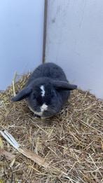 Dwergkonijn vrouwtje, Dieren en Toebehoren, Konijnen, Vrouwelijk, Dwerg