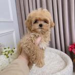 Exclusieve Maltipoo F1 pups ( Maltezer / Toy Poedel ), Dieren en Toebehoren, Particulier, Overige rassen, 8 tot 15 weken, Buitenland