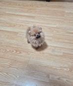 Pomeriaan meisje, Particulier, 8 tot 15 weken, Buitenland, Teef