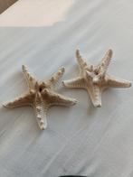 Twee zeesterren, Verzamelen, Mineralen en Fossielen, Ophalen of Verzenden, Mineraal