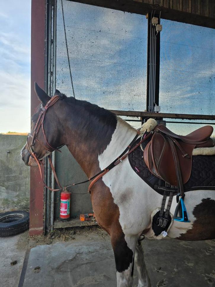 Wintec Cognac Springzadel Eventing 17" Verwisselbare Boom, Dieren en Toebehoren, Paarden en Pony's | Zadels, Gebruikt, Springen