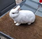 Rasechte (dwergkonijn) Pool Blauwoog voedster, Dieren en Toebehoren, Vrouwelijk, Dwerg, 0 tot 2 jaar