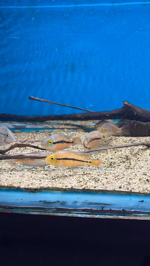 Hypsophrys Nicaraguensis, Dieren en Toebehoren, Vissen | Aquariumvissen, Vis