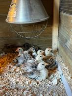 Ayam serama, Dieren en Toebehoren, Pluimvee, Mannelijk, Kip