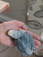 Twee jonge handtamme agapornis; Prijs is voor een, Dieren en Toebehoren, Vogels | Parkieten en Papegaaien, Geslacht onbekend, Dwergpapegaai of Agapornis