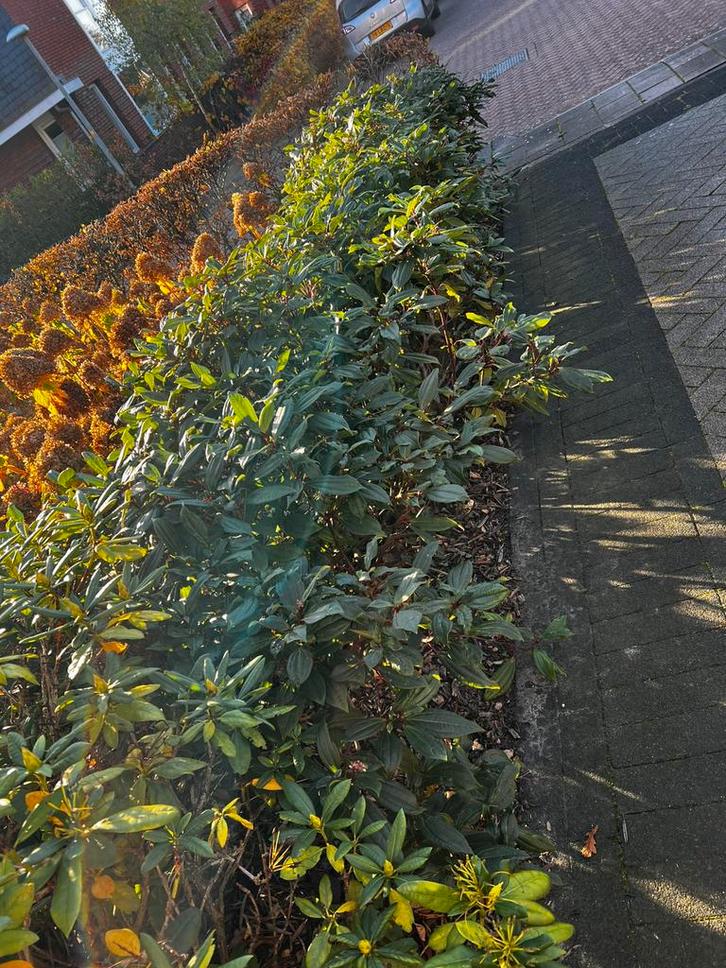 Gratis: 6x Viburnum davidii - groenblijvende sneeuwbal, Tuin en Terras, Planten | Struiken en Hagen, Struik, Overige soorten, Minder dan 100 cm