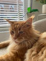Maincoon kater, Dieren en Toebehoren, Katten en Kittens | Raskatten | Langhaar, Kater, Ontwormd, 3 tot 5 jaar