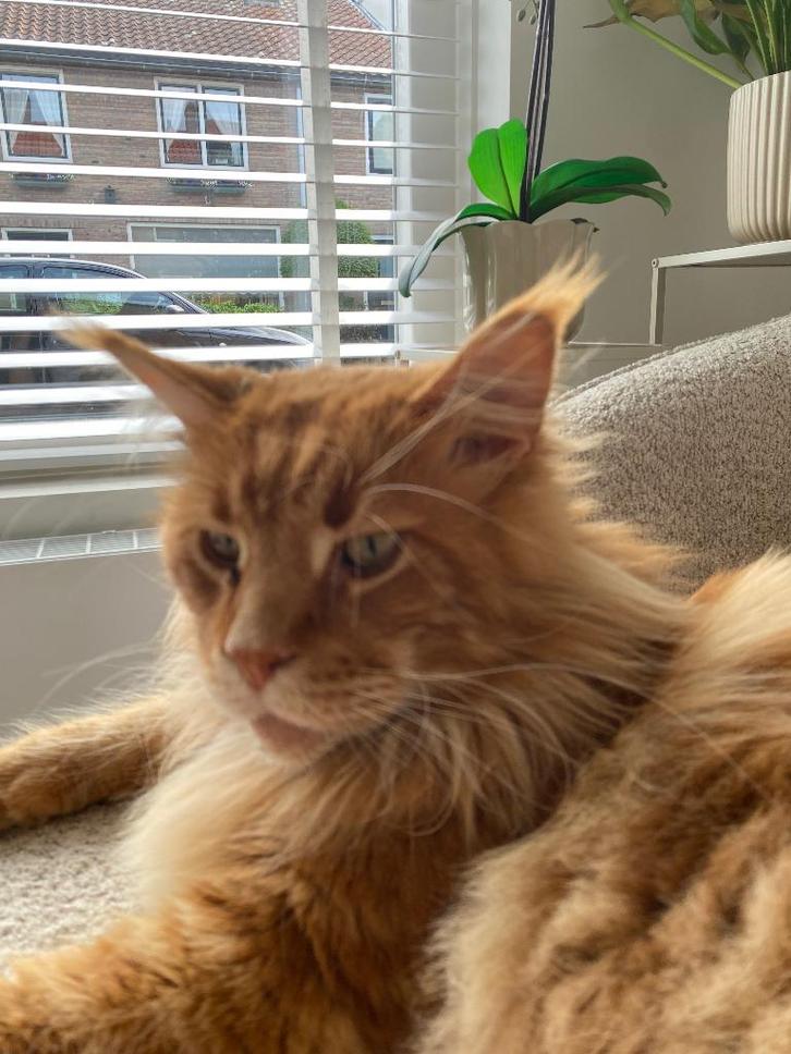 Maincoon kater, Dieren en Toebehoren, Katten en Kittens | Raskatten | Langhaar, Kater, 3 tot 5 jaar, Ontwormd, Ingeënt