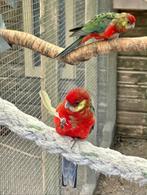 Stanley rosella koppel en mannen, Meerdere dieren, Parkiet