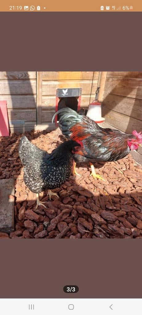 broedeieren kriel barnevelder dubbelgezoomd zilver en goud, Dieren en Toebehoren, Pluimvee, Meerdere dieren, Kip