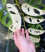 Monstera Adansonii Albo Variegata half moon stek geworteld, Huis en Inrichting, Kamerplanten, Overige soorten, Minder dan 100 cm