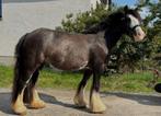 Verzorger pony B in Oud Zuilen of Utrecht gezocht, Verzorging of Verzorgpony's
