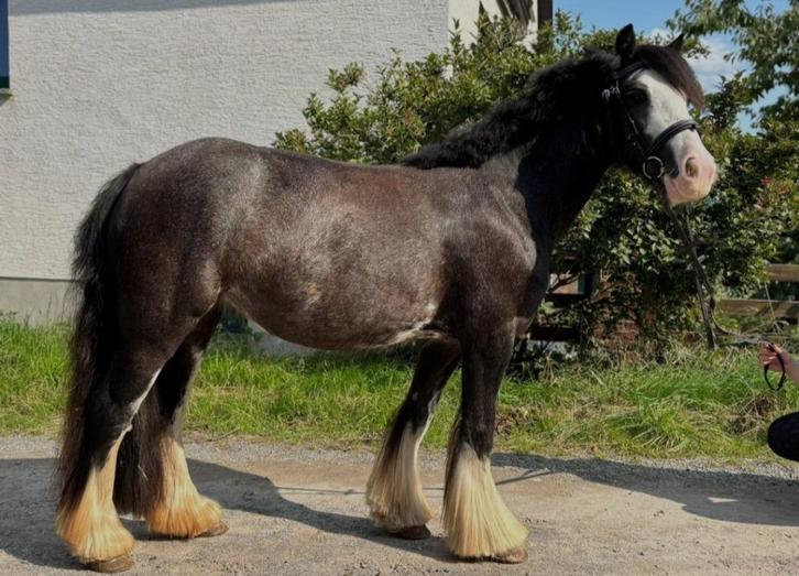Verzorger pony B in Oud Zuilen of Utrecht gezocht, Diensten en Vakmensen, Dieren | Paarden | Verzorging, Oppas en Les, Verzorging of Verzorgpony's